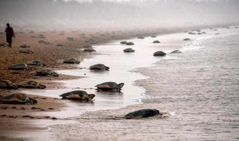 Gahirmatha Marine Sanctuary, , India